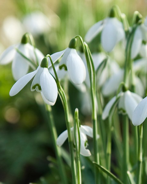 Galanthus elwesii